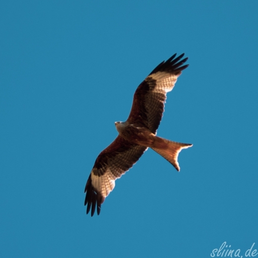 Wildlife