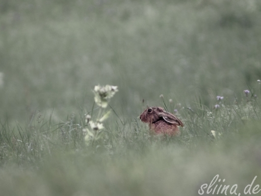 Wildlife