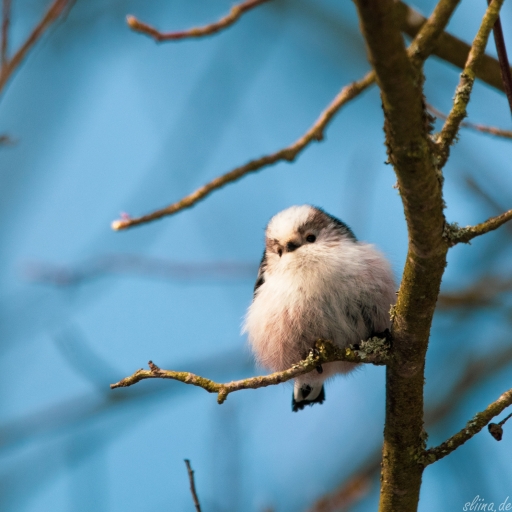 Wildlife