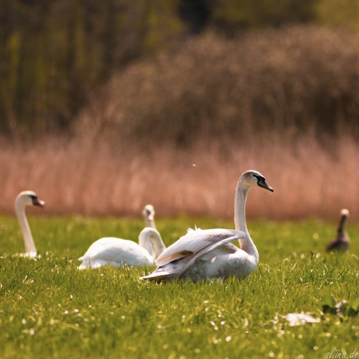 Wildlife