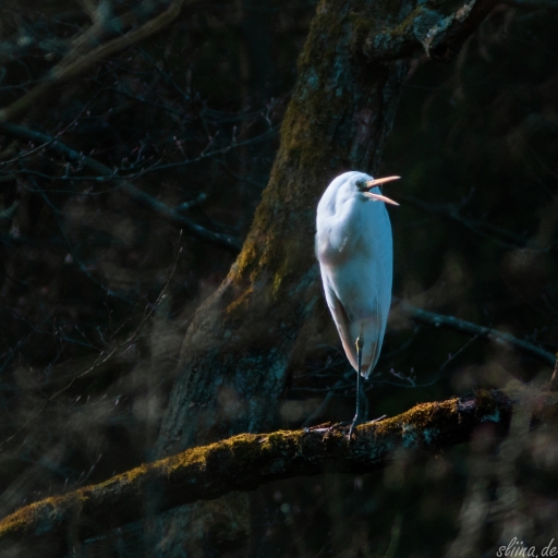 Wildlife