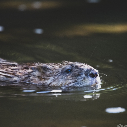 Wildlife