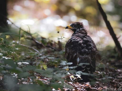 Wildlife