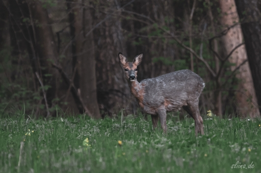 Wildlife