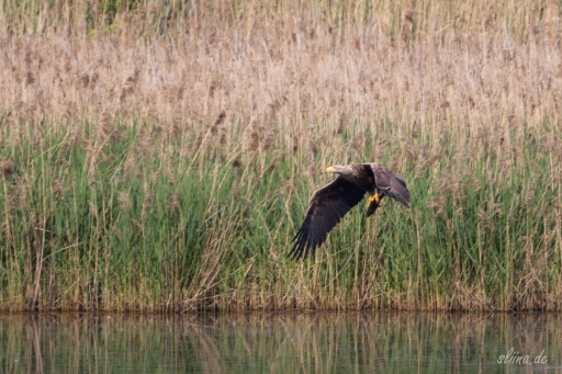 Wildlife