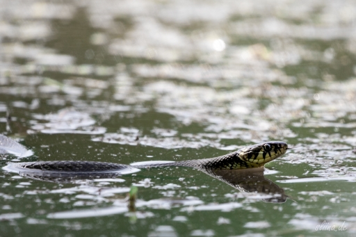 Wildlife