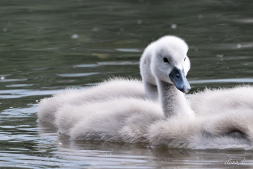 Wildlife
