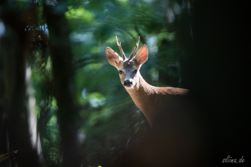 Wildlife