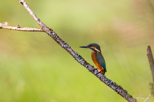 Wildlife