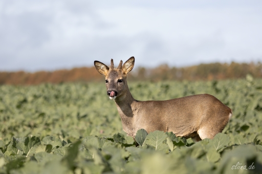Wildlife